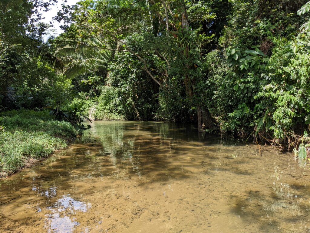 A River Welcoming You In MBNP, Belize