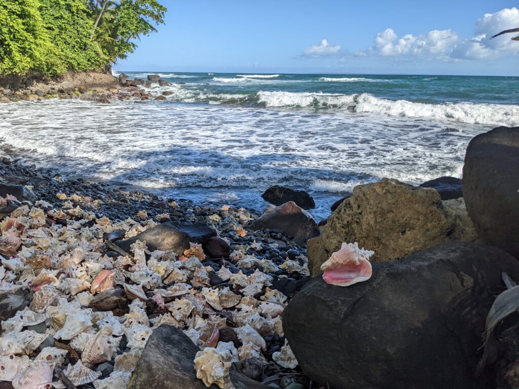 There Were Hundreds of Shells Probably Used By Fishermen, Guadeloupe!