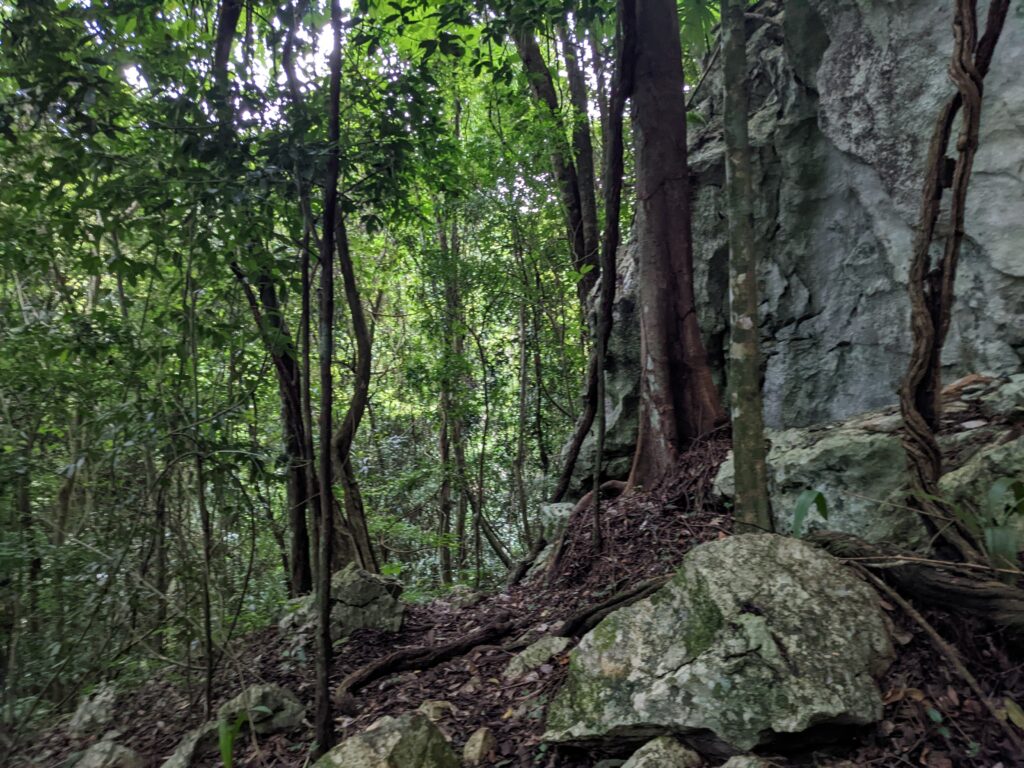 Part Of The Rocky Trail to Crystal Cave, Belize