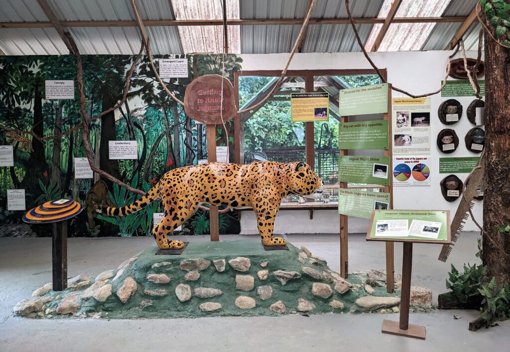 Small Museum Park Introduction & Jaguar Knowledge