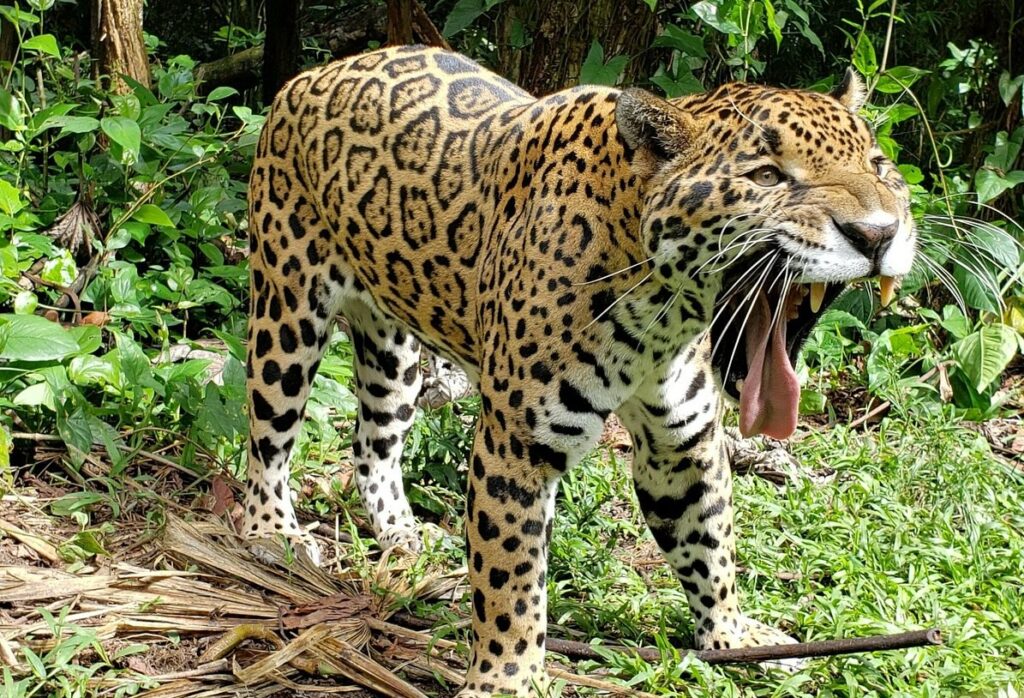 Jaguar in Belize Zoo, Photo Courtesy: TripAdvisor 