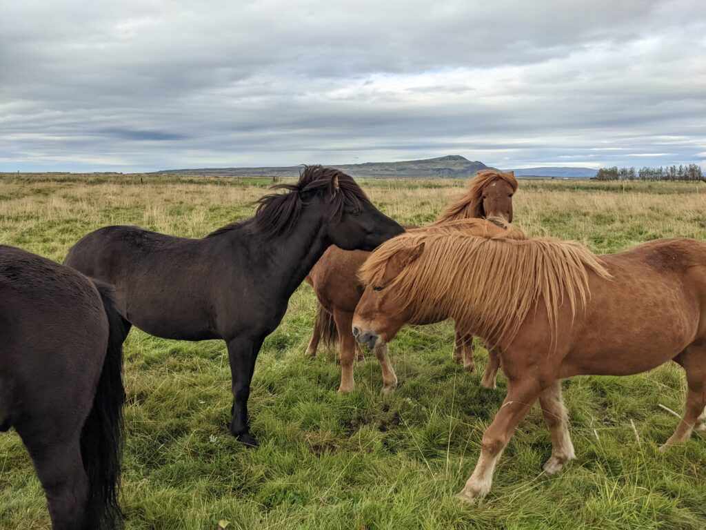 Icelandic Horses, Our First Stop Through Golden Circle