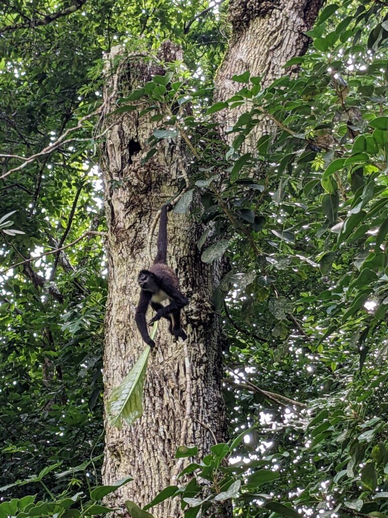 Monkey Wildlife in Tikal, Guatemala